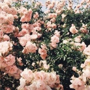 Meet your Posher, Rosa